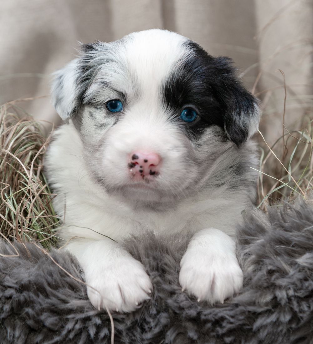 cute tricolor blue merle border collie puppy in a basket with hay