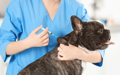 2023 Canine Respiratory Illness: Social Media Hype or Emerging Disease?