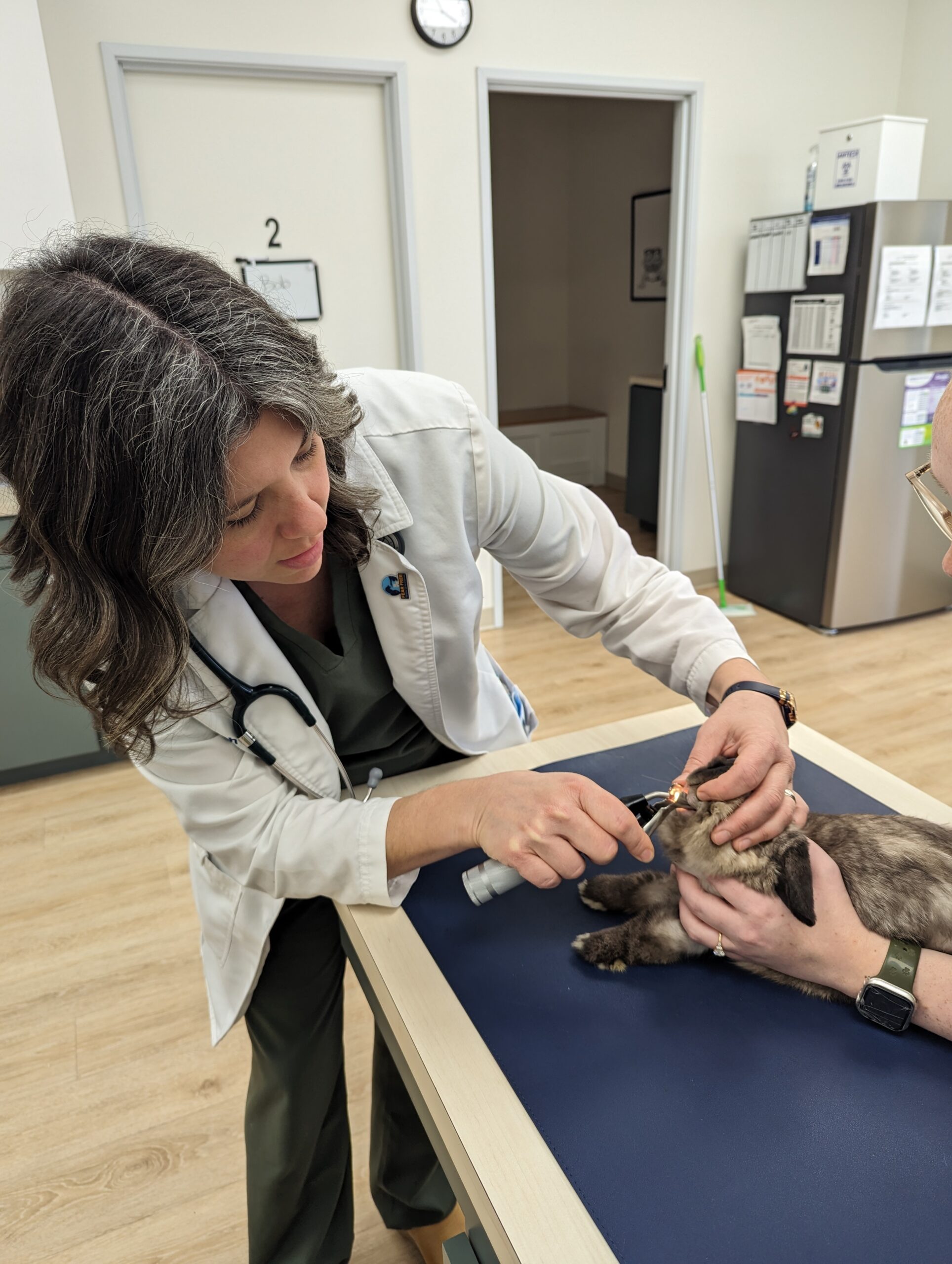 Rabbit Dentistry Explained | Agave Veterinary Care And Exotic Animal ...