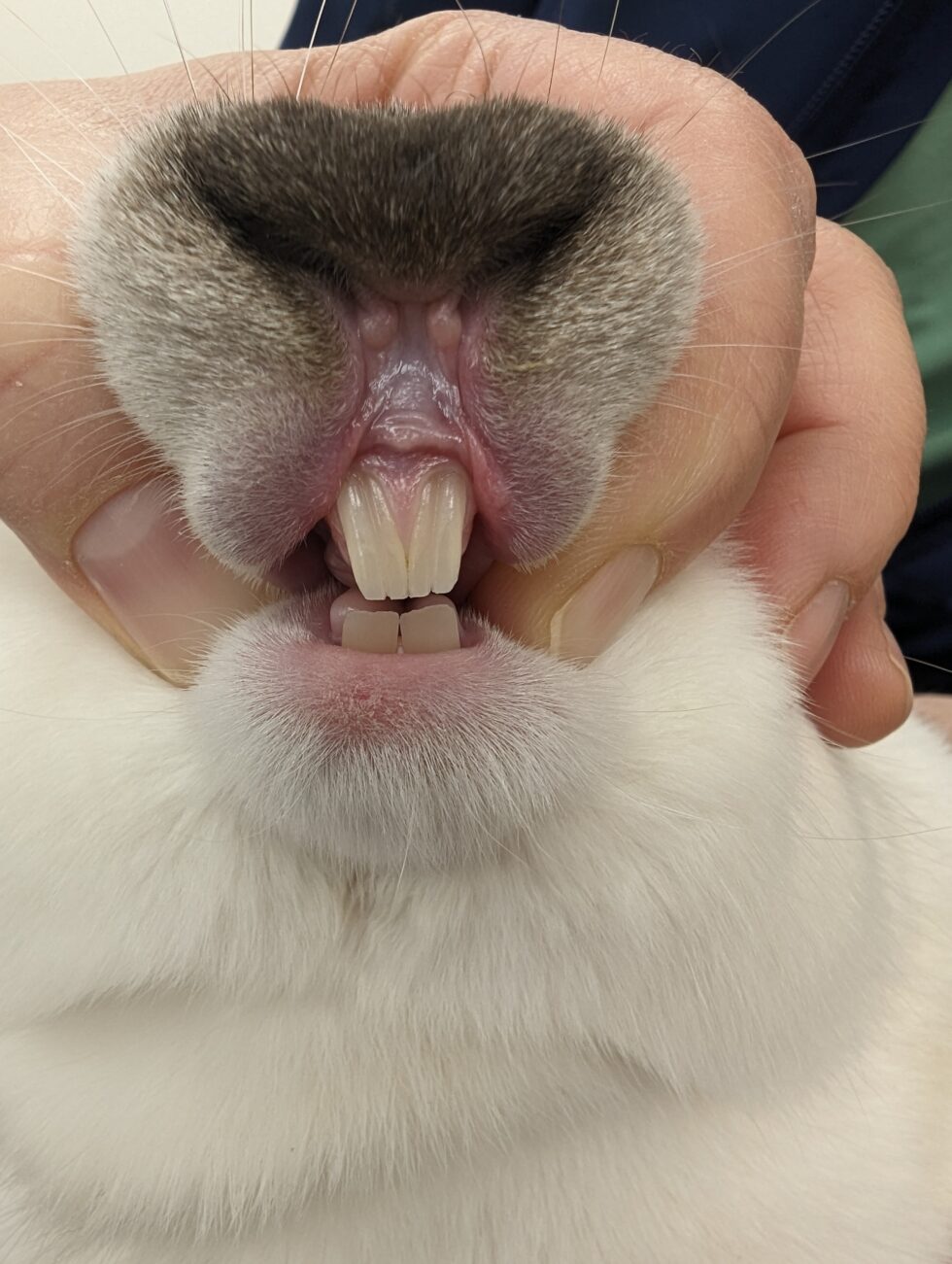 Rabbit Dentistry Explained | Agave Veterinary Care And Exotic Animal ...