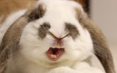 Rabbit Dentistry Explained